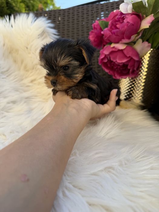 Міні йорки бебі фейс