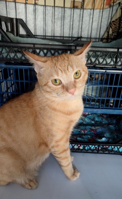 Врятовані кошенята шукають родину