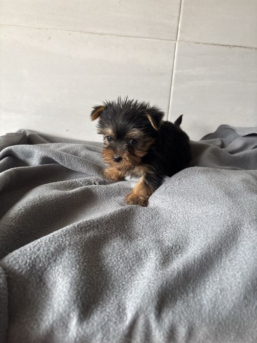 Yorkshire terrier femea