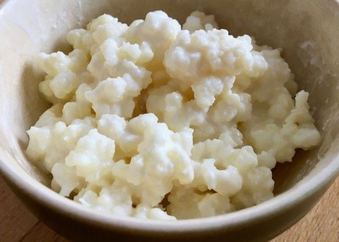 Kefir de leite - flor do iogurte