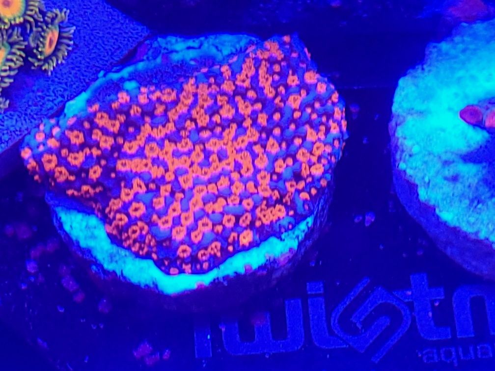 Montipora Superman