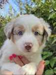 Border collie suczka umaszczenie red merle trikolor