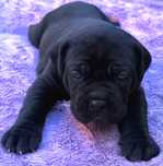 Cane Corso Hodowla San Diego DW