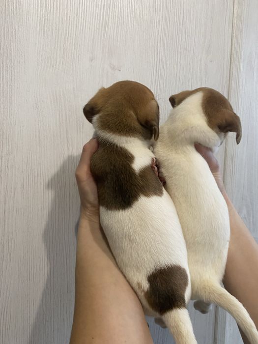 Чудо цуцики