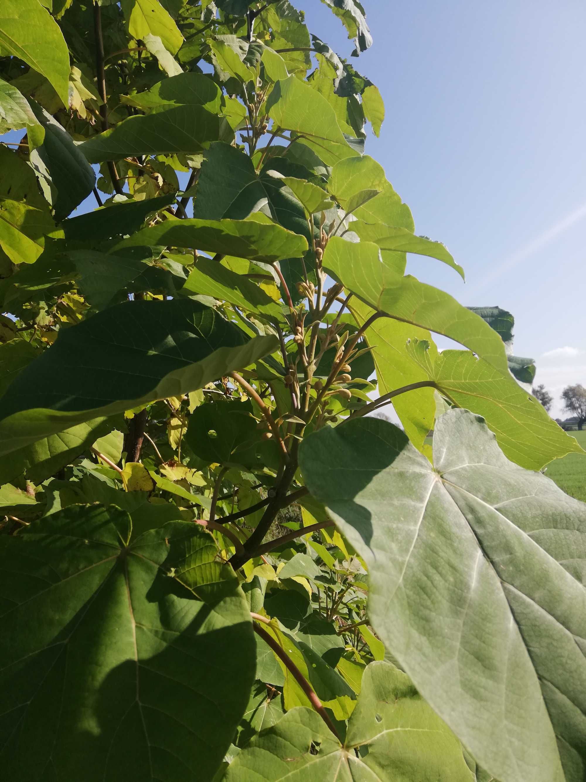 Sadzonki i karpy oxytree-drzewa tlenowego