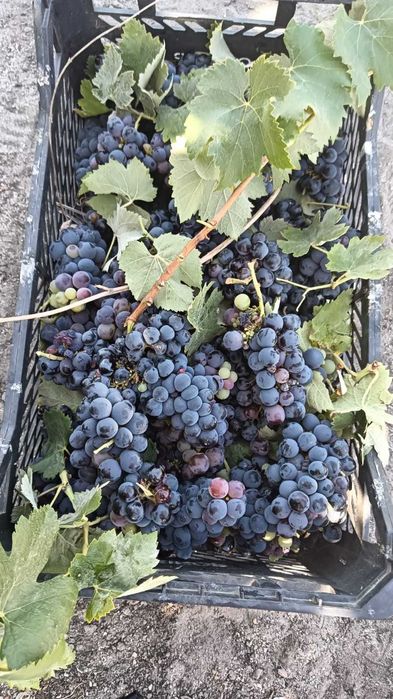 Terreno 31 mil m2 para construção de armazém,