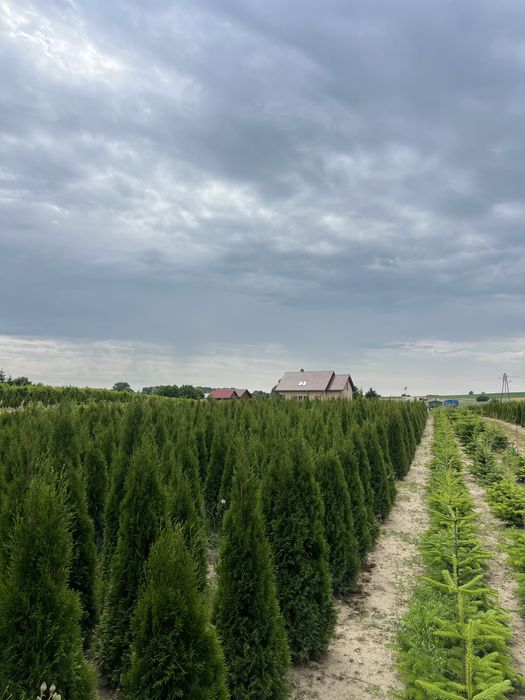 Tuja, Thuja Szmaragd 130-150cm