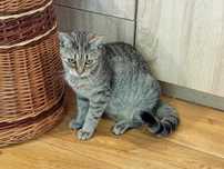 Kocurek Filemon do adopcji