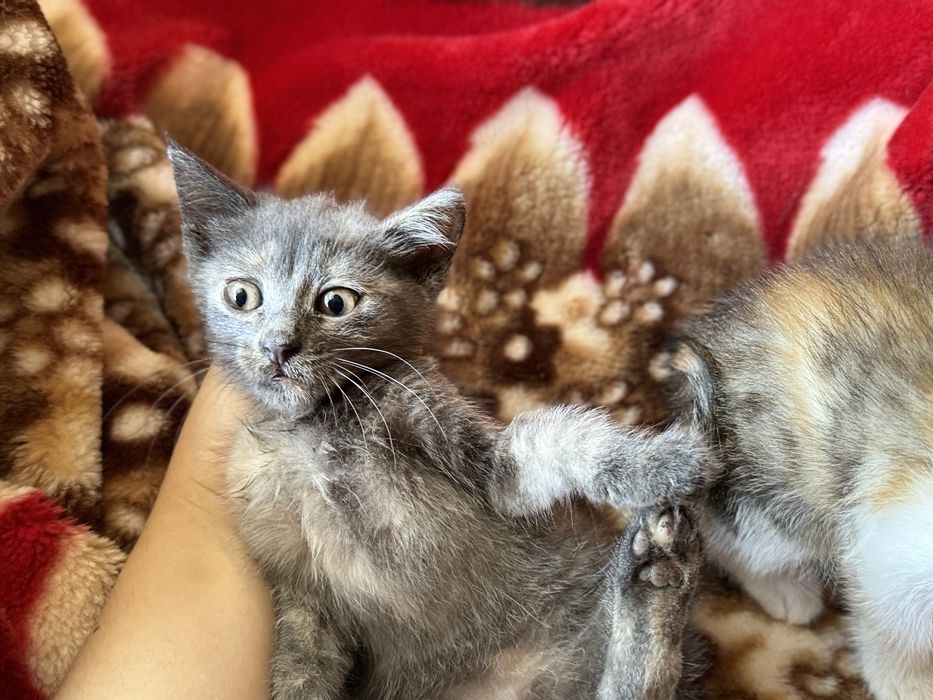 кошенята у добрі руки!