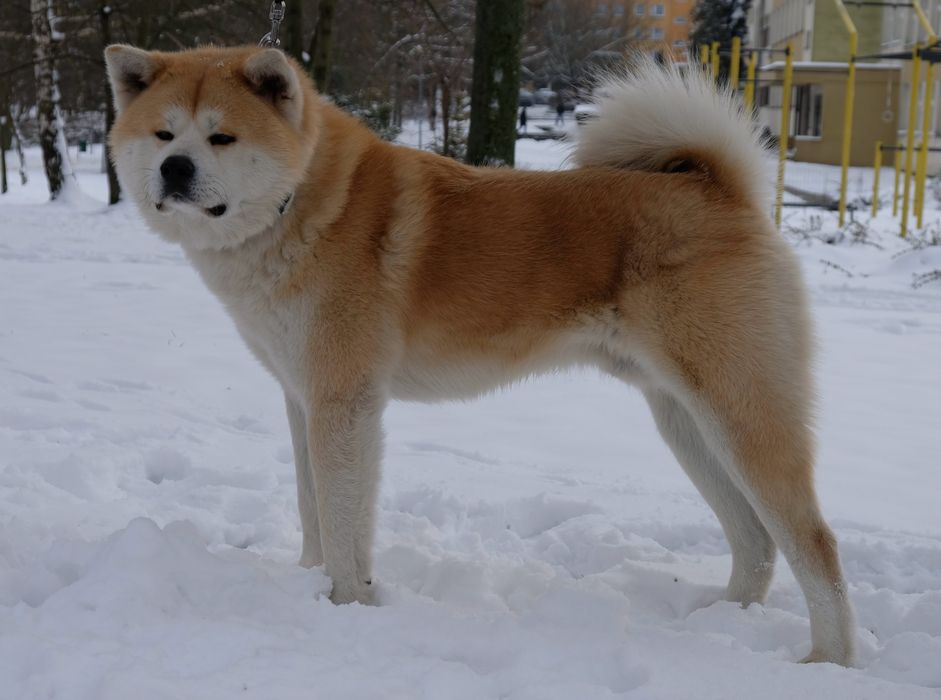 Akita inu akita japońska suczka po Championie Polski