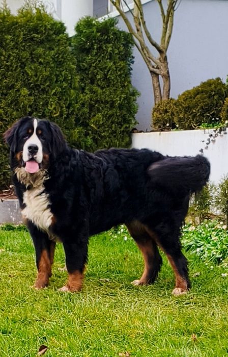 Piesek, chłopak  z rodowodem. Berneński pies pasterski