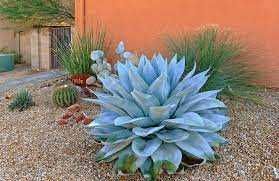 Agave Ovatifolia AGAWA+GRATISY