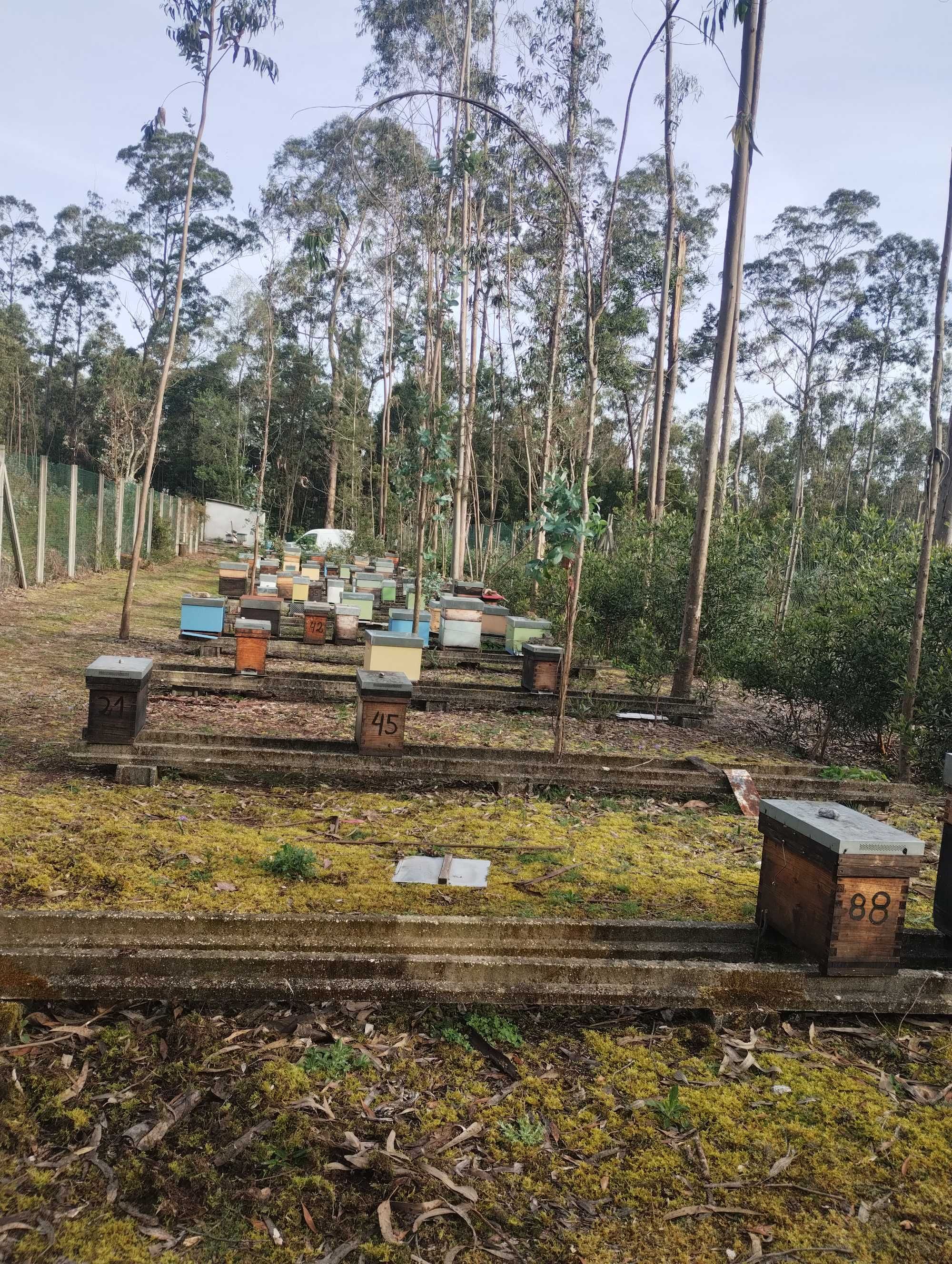 Enxames de Abelhas Prontos a Mudar