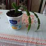 33K. Szlumbergera - kaktus Bożego Narodzenia