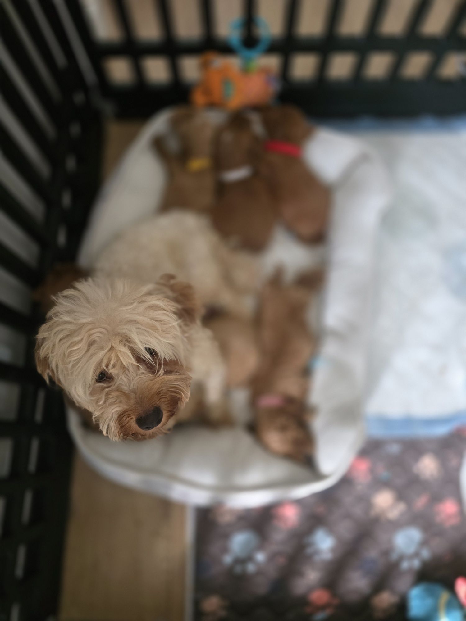 Maltipoo do   rezerwacji!!