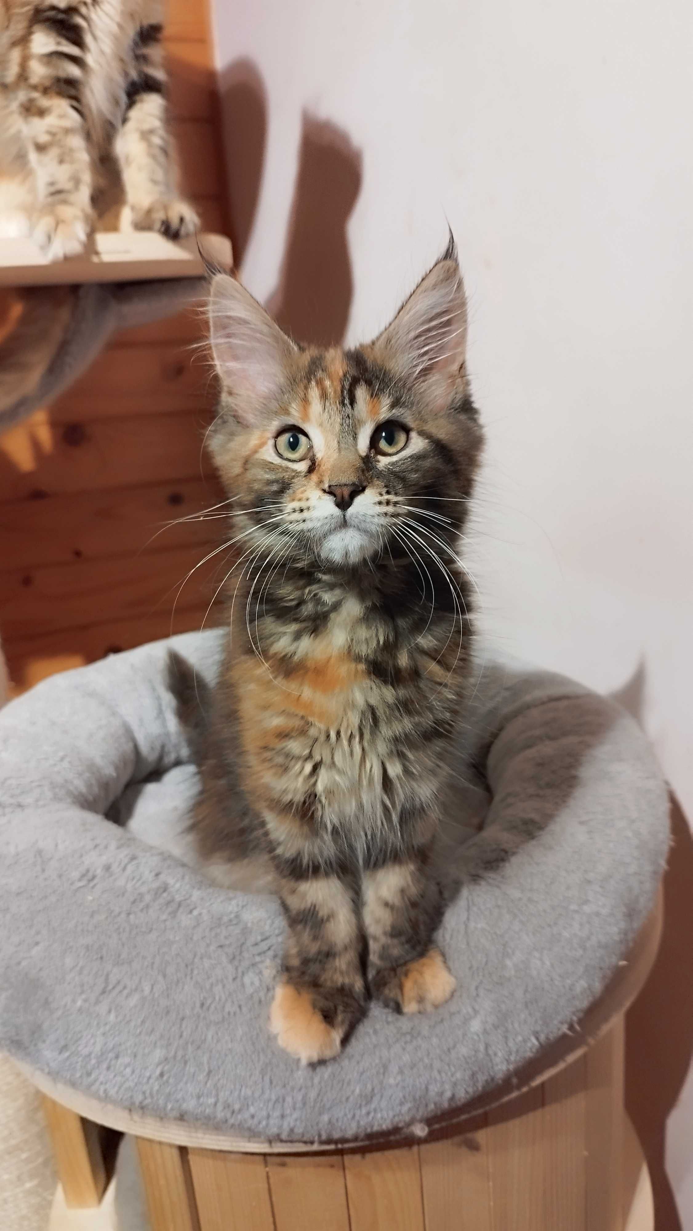 Koteczka Zosia Maine coon