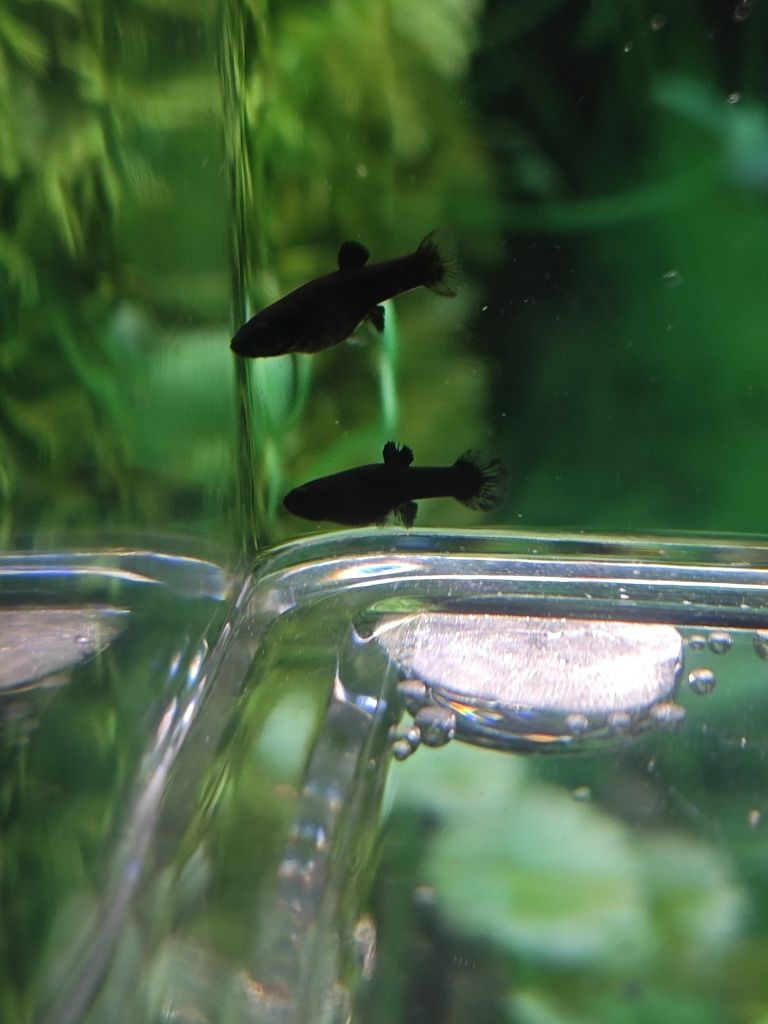 Guppys Edler e molinesias
