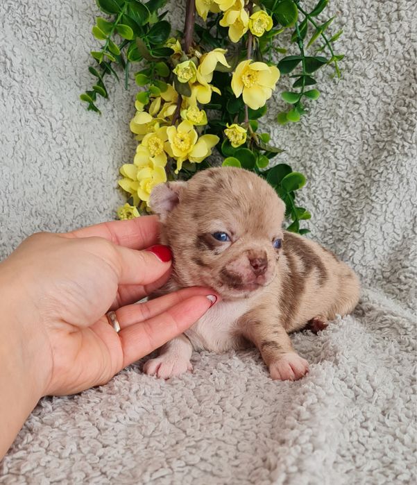 Excelente merle Chihuahua/Chiuaua de Qualidade