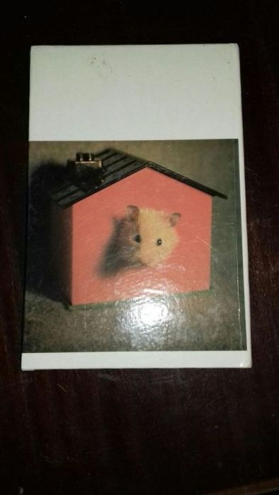 Livro como cuidar de um hamster