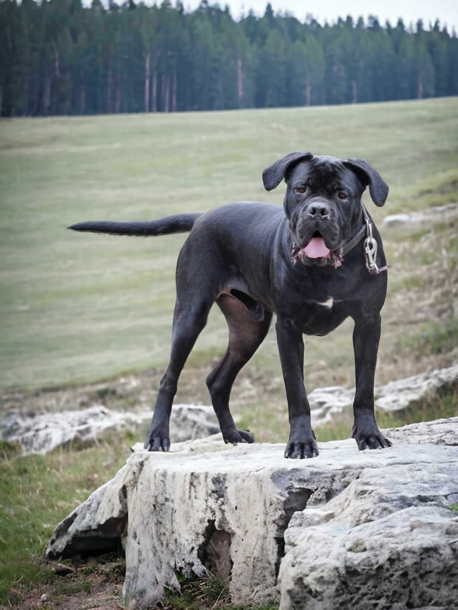 Radzio w typie cane corso do adopcji.