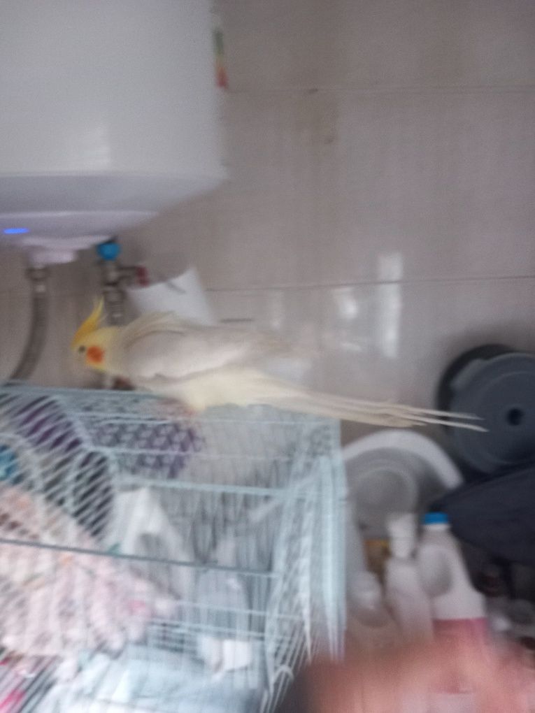 Vendo caturra ainda nova domesticada com gaiola
