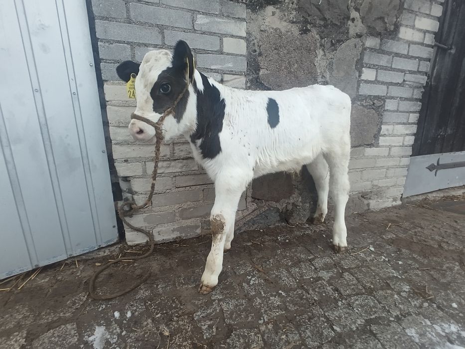 Cielak byczek, 3 tygodnie 60kg