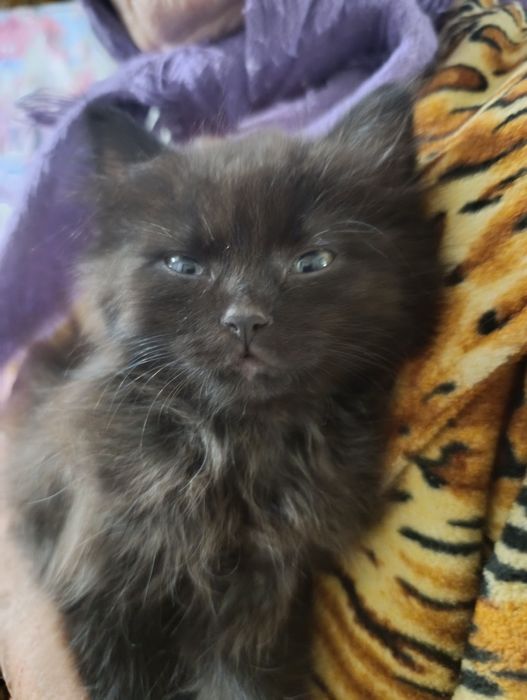 Візьміть кошеня, прибилось