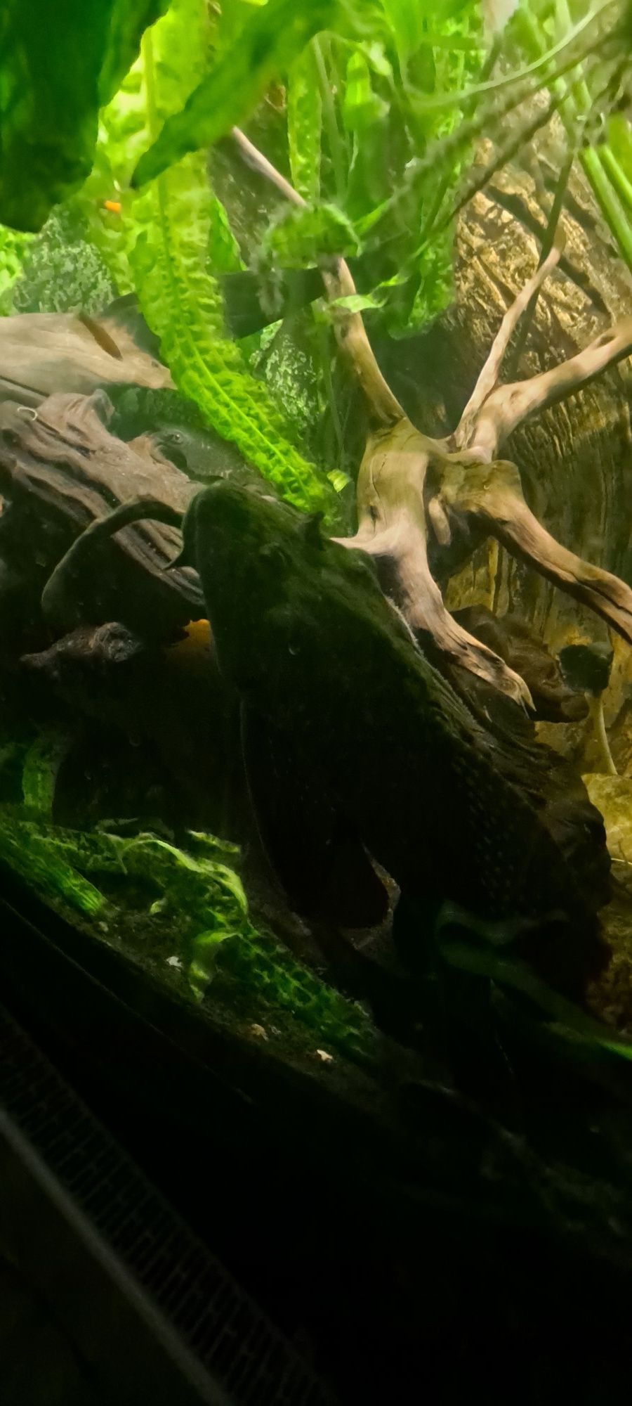 Akwarium z okazami