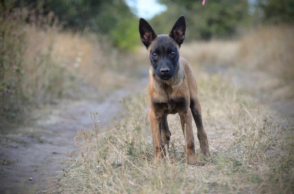 Малинуа, КСУ, мальчик