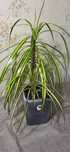 драцена Санрей/Dracaena Sunray