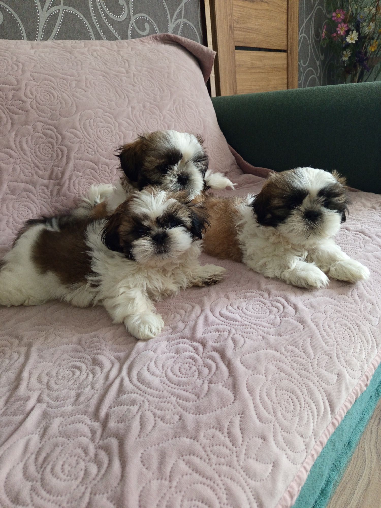 Śliczny piesek shih-tzu z rodowodem