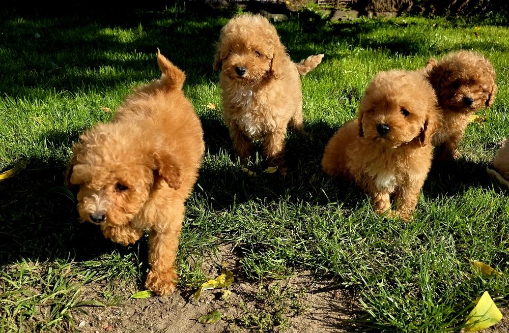 Bichpoo maltipoo f1b suczka