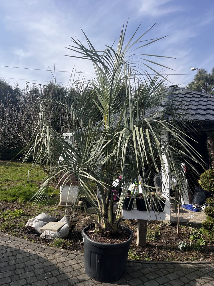 Palma dżemowa ogrodowa butia capitata 16lat