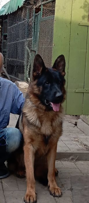 Яркая и крупная сука 2,5 мес.