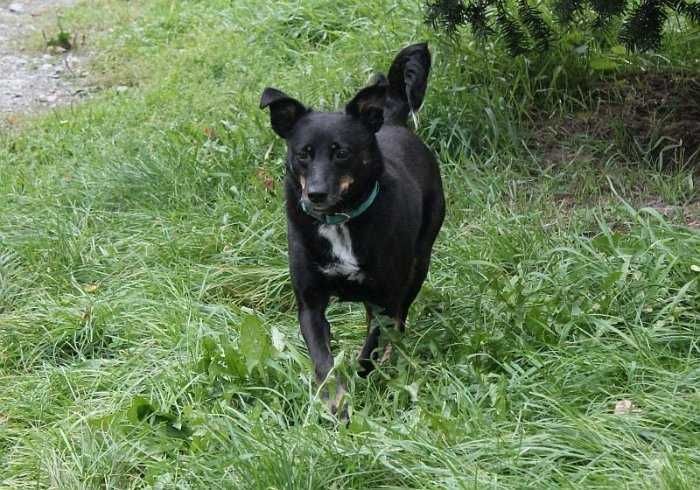 Sami, do adopcji!