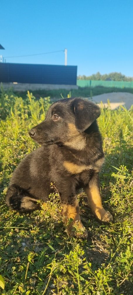 Віддаємо у добрі руки цуценят