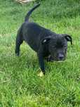 American Pit Bull Terrier, Pitbull