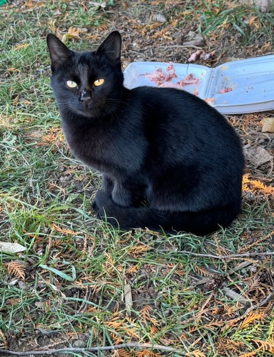 Котики в хороші руки/безпритульні