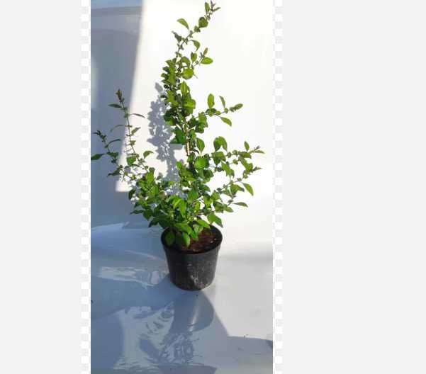 sadzonki! 90cm!Pigwowiec Japoński1 Sadzonki Pigwowca z własnej szkółki