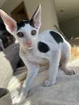 Cornish rex kocurek piekny kolor kropki