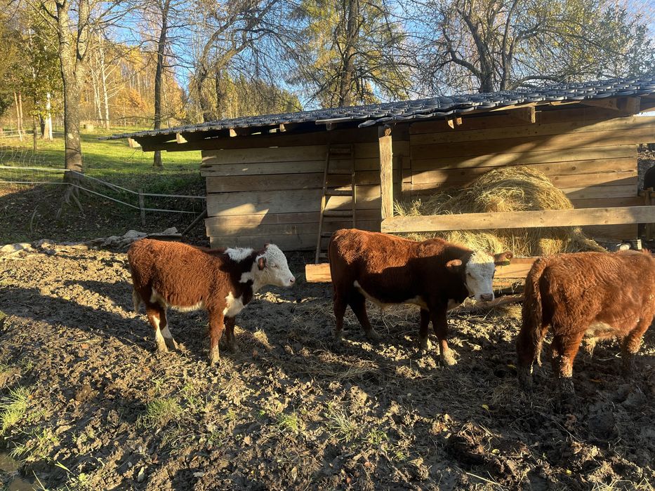Byczki oraz jałówka (hereford i mieszance)