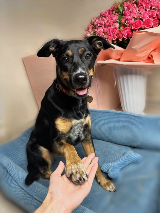 Габі шукає родину