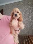 Piesek cockapoo polecam