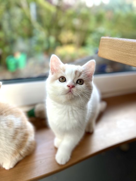 Kocurek Brytyjski Bicolour