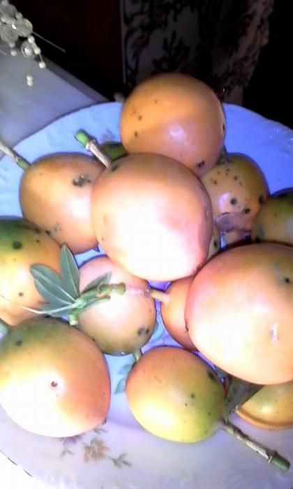 Plantas de maracujá,, Morango muito suculentos .