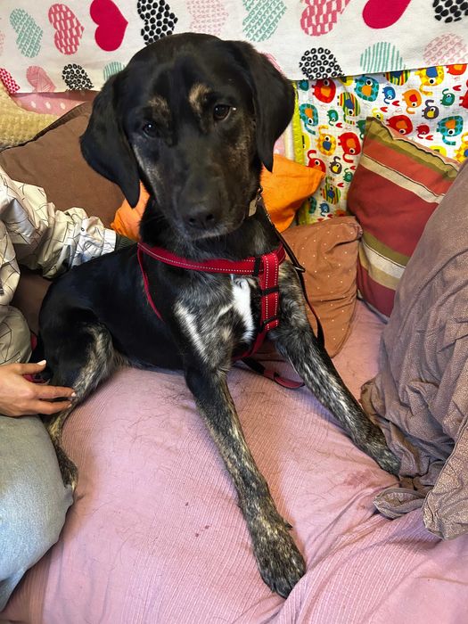 Dostojna PRADA szuka domu