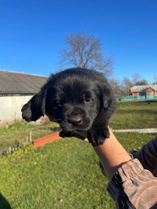 Цуценя метис( змішане походження ,мама лабрадор)