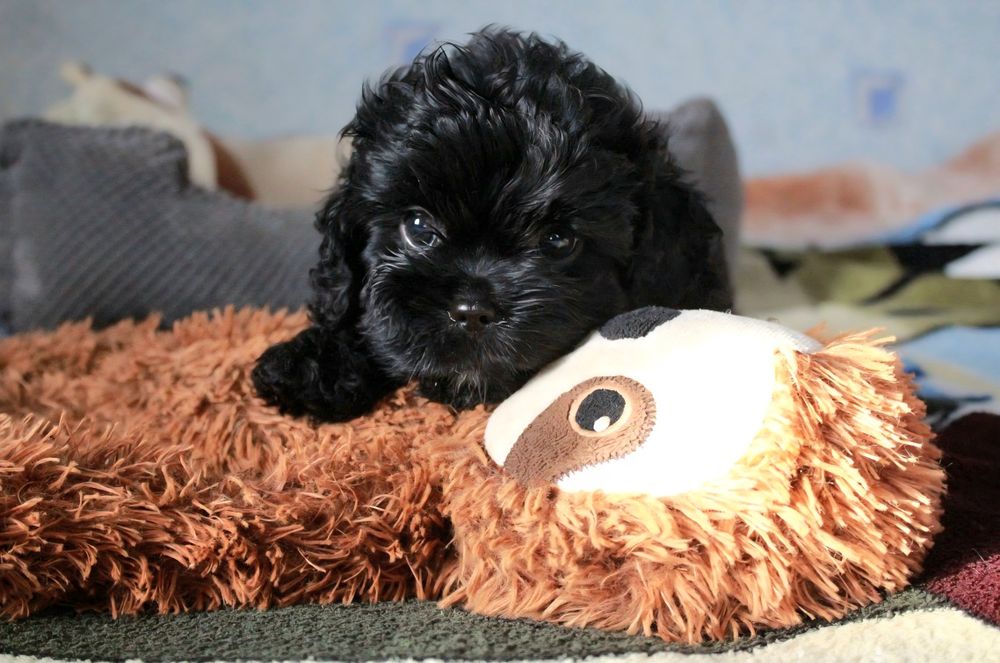 Кавапу f1 цуценята Мальтіпу Пудель