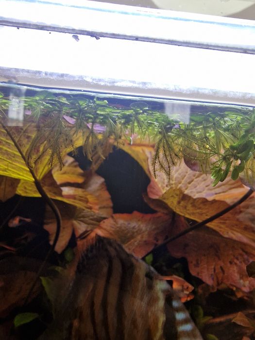 Salvinia natans 5cm x5 cm uwielbia no3 i ladnie przyciemnia zbiornik