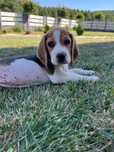 Beagle szczeniak suczka